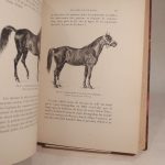 Couverture du livre Estimation du livre « les Races chevalines, avec une étude spéciale sur les chevaux russes. »