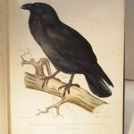 Couverture du livre Estimation du livre « les Oiseaux de la France. I. Corvidés. Histoire naturelle générale et particulière des passereaux déodactyles cultrirostres observés en France »
