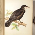 Couverture du livre Estimation du livre « les Oiseaux de la France. I. Corvidés. Histoire naturelle générale et particulière des passereaux déodactyles cultrirostres observés en France »