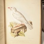 Couverture du livre Estimation du livre « les Oiseaux de la France. I. Corvidés. Histoire naturelle générale et particulière des passereaux déodactyles cultrirostres observés en France »