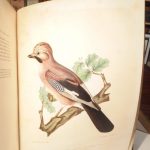 Couverture du livre Estimation du livre « les Oiseaux de la France. I. Corvidés. Histoire naturelle générale et particulière des passereaux déodactyles cultrirostres observés en France »
