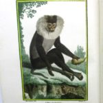 Couverture du livre Estimation du livre « histoire naturelle des singes, faisant partie de celle des quadrupèdes de Buffon. Présentée sous un ordre, dans lequel les Supplémens sont fondus avec le premier texte ; et augmentée de Notes, d’Additions considérables, avec Figures, gravées sur des Dessins neufs de Barraband »