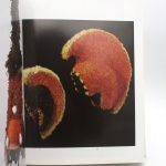 Couverture du livre Estimation du livre « l’Art océanien »