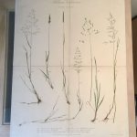 Couverture du livre Estimation du livre « album Vilmorin de graminées fourragères »