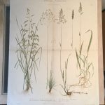 Couverture du livre Estimation du livre « album Vilmorin de graminées fourragères »