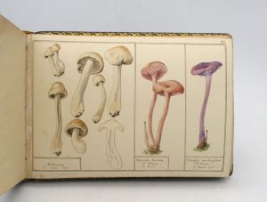 Estimation Manuscrits à peinture - Couverture du livre Estimation du livre « champignons : album d’aquarelle »