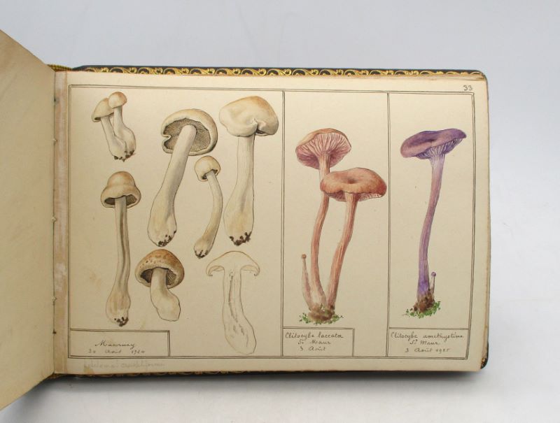 Couverture du livre Estimation du livre « champignons : album d’aquarelle »