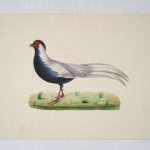 Couverture du livre Estimation du livre « 5 épreuves d’oiseaux »