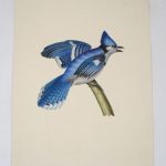 Couverture du livre Estimation du livre « 5 épreuves d’oiseaux »