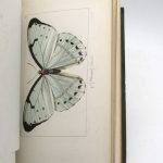Couverture du livre Estimation du livre « histoire naturelle des lépidoptères exotiques »