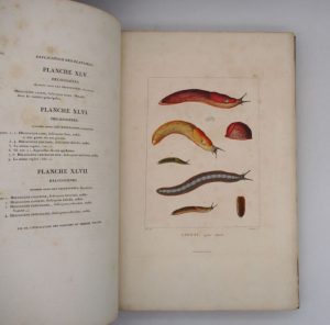 Estimation Sciences et médecine - Couverture du livre Estimation du livre « histoire naturelle, générale et particulière des mollusques terrestres et fluviatiles, tant des espèces que l’on trouve aujourd’hui vivantes, que des dépouilles fossiles de celles qui n’existent plus; classés d’après les caractères essentiels que présentent ces animaux et leurs coquilles »