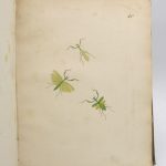 Couverture du livre Estimation du livre « orthoptera descripta et depicta a T. de Charpentier »