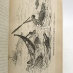 Couverture du livre Estimation du livre « voyage à Madagascar »