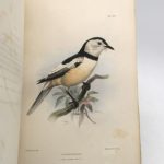 Couverture du livre Estimation du livre « jottings during the Cruise of H.M.S. Curaçoa among the South East Sea islands in 1865 »