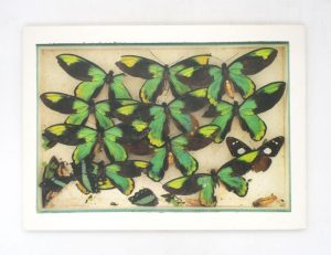 Estimation Beaux-Arts - Couverture du livre Estimation du livre « les Papillons »