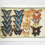 Couverture du livre Estimation du livre « les Papillons »