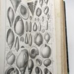 Couverture du livre Estimation du livre &laquo;&nbsp;traité de paléontologie ou Histoire naturelle des animaux fossiles :  planches  XLVIII à LXXXIX de l&rsquo;atlas seules&nbsp;&raquo;