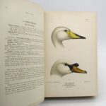Couverture du livre Estimation du livre « the Indian Ducks and their Allies »