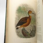 Couverture du livre Estimation du livre « the Indian Ducks and their Allies »