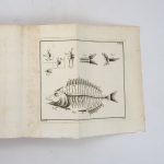 Couverture du livre Estimation du livre « histoire des poissons, contenant la description anatomique de leurs parties […] & le caractère des divers genres […]. / Historia piscium. »