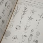 Couverture du livre Estimation du livre « traité général de botanique descriptive et analytique. Première partie : Abrégé d’organographie, d’anatomie et de physiologie ; 2e partie: Iconographie, description et histoire des familles. »
