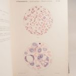 Couverture du livre Estimation du livre « traité de microscopie clinique (microscope) »