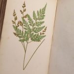 Couverture du livre Estimation du livre « a Natural History of New and Rare Ferns […] with Coloured Illustrations and Wood-cuts. »