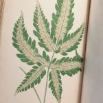 Couverture du livre Estimation du livre « a Natural History of New and Rare Ferns […] with Coloured Illustrations and Wood-cuts. »