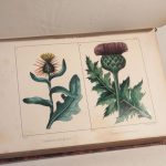 Couverture du livre Estimation du livre « flore algérienne, avec texte descriptif des plantes, arbustes et arbres indigènes […] par Champy, attaché au jardin du Roi, ornée de 40 planches dessinnées et lithographiées par Th. Toulet de Paris. »